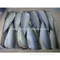 Chinese Export Frozen Pacific Mackerel Fillets For Wholesale